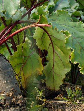 Close-up of beet plants growing in soil. The beets have vibrant green leaves with red veins. Sunlight filters through the foliage.