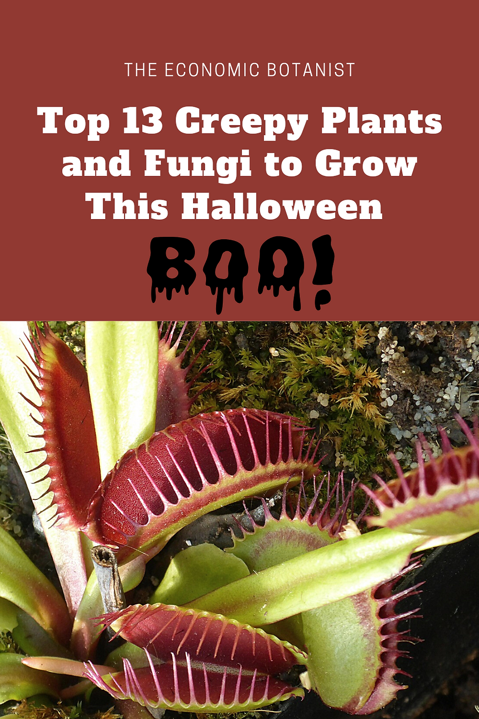Close-up of a Venus flytrap with text: "Top 13 Creepy Plants and Fungi to Grow This Halloween. Boo!" Eerie Halloween theme with red background.