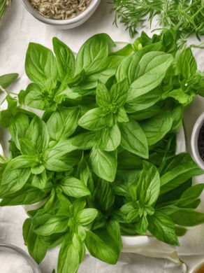 10 Common Culinary Herb Questions Answered