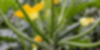 Green zucchini plant with large yellow blossoms and buds, set among lush green leaves. The garden setting is vibrant and fresh.
