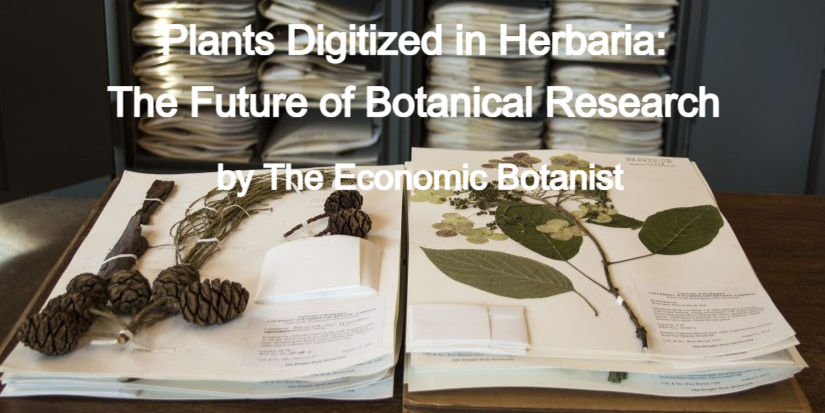 Herbarium specimens on a table, with stacks of folders in the background. Text reads "Plants Digitized in Herbaria: The Future of Botanical Research."