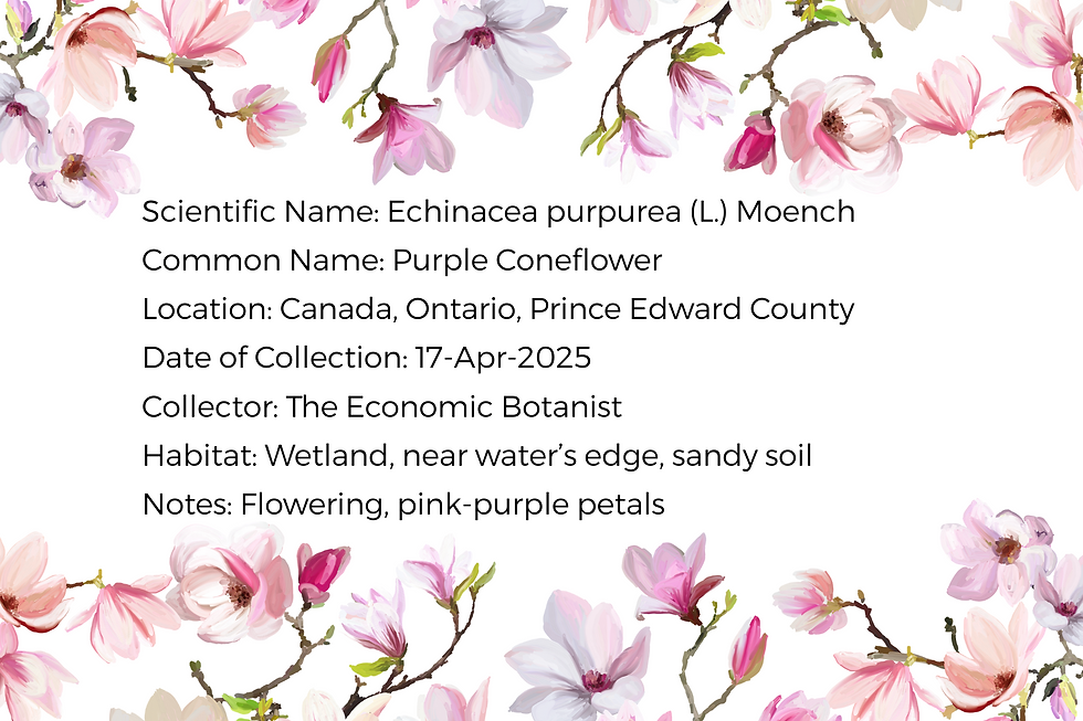 Example of herbarium label. Text about Purple Coneflower with botanical details is surrounded by pink and purple floral borders, creating a natural, serene mood.