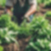 green plants being harvested by hand.jpg