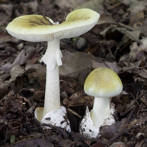 Two mushrooms with pale yellow caps and white stems grow from soil covered in dry leaves. The setting is earthy and natural.