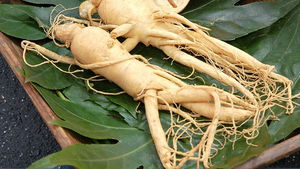 Ginseng roots on large green leaves in a wooden tray. Light tan color roots with intricate tendrils, on a dark background.