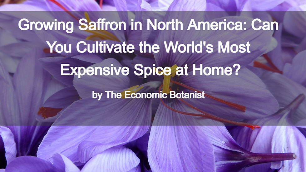 Close-up of purple saffron flowers with red stigmas. Text overlay: Growing Saffron in North America: Can You Cultivate the World's Most Expensive Spice at Home? by The Economic Botanist.
