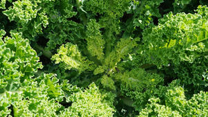 Close-up of lush green kale with curly leaves in sunlight. The vibrant texture creates a fresh, healthy, and organic feel.