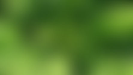 Close-up of lush green kale with curly leaves in sunlight. The vibrant texture creates a fresh, healthy, and organic feel.