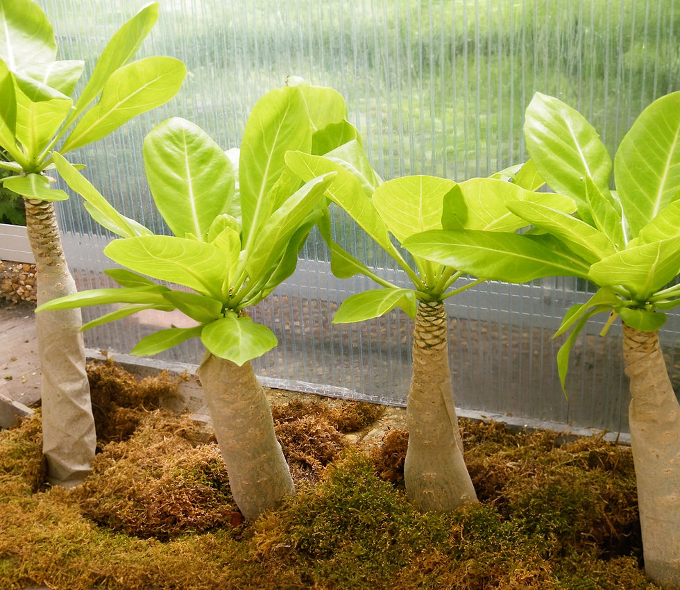 Brighamia insignis