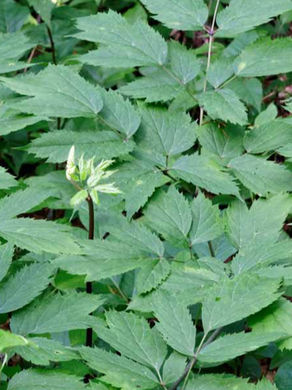 Lush green leaves fill the image, with a single light green bud emerging in the center. The background is dense with similar foliage.