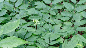 Lush green leaves fill the image, with a single light green bud emerging in the center. The background is dense with similar foliage.