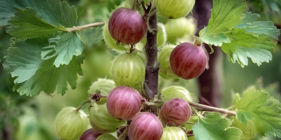 Close-up of green and red gooseberries on a branch with green leaves in a garden setting. Soft, natural lighting creates a serene mood. By www.theeconomicbotanist.com