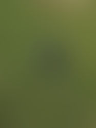 A drone-like machine flies over vast, green agricultural fields with a grid pattern, casting thin shadows. Bright day, no visible text.