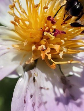 Bee collecting nectar from a pale purple and white flower with a vibrant yellow center. The background is a blur of green foliage.