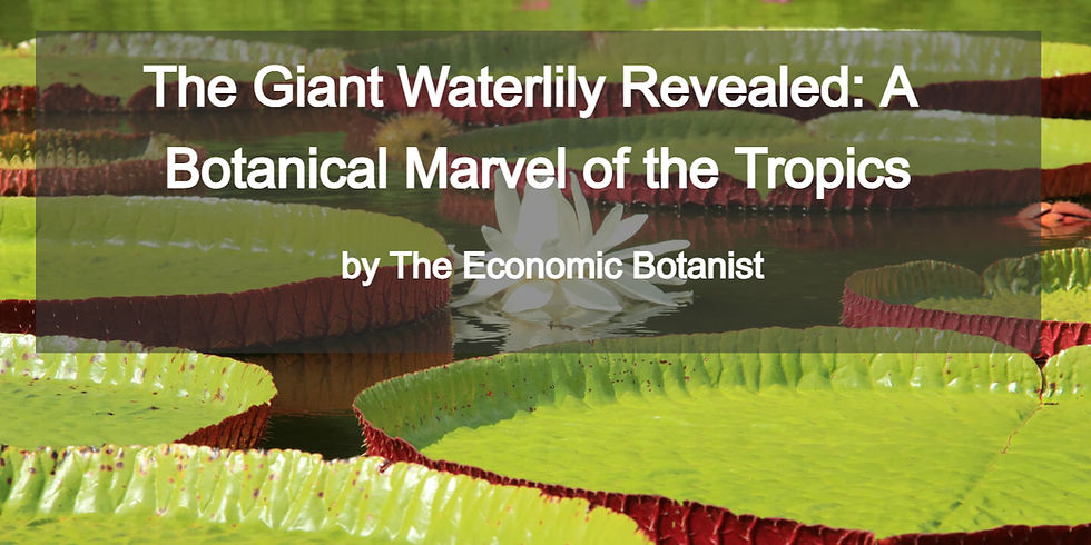 Giant waterlilies with white flowers float on a pond. Text reads "The Giant Waterlily Revealed: A Botanical Marvel of the Tropics" by The Economic Botanist.