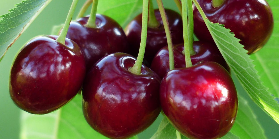 Cluster of ripe red cherries with glossy skin hanging from green stems and leaves in bright sunlight.
