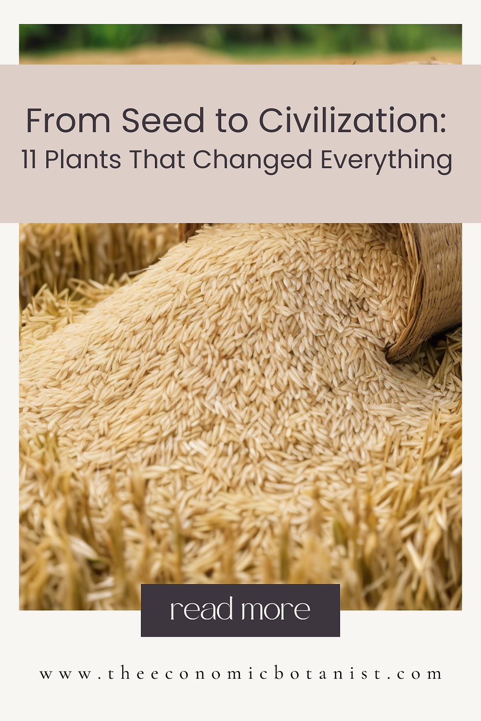 Close-up of rice grains pouring from a basket. Text: "From Seed to Civilization: 11 Plants That Changed Everything". Mood: informative.