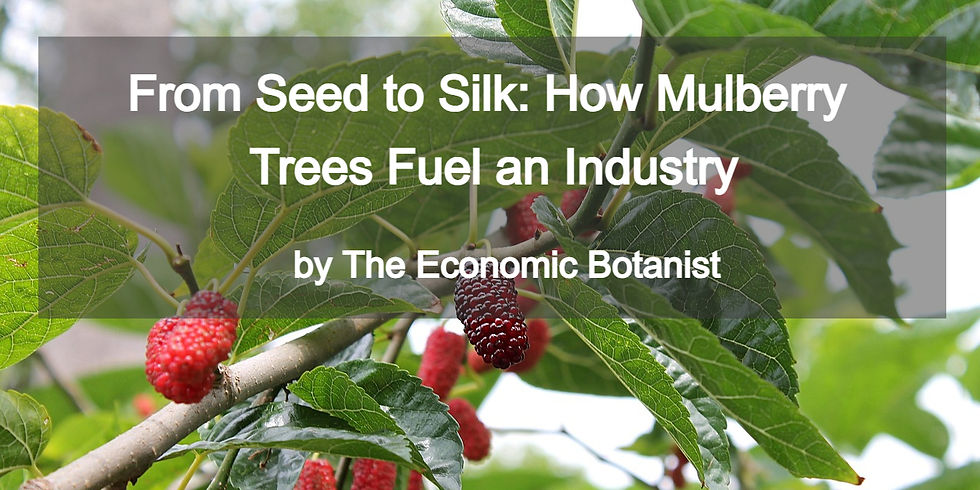 Mulberry tree with ripe red berries. Text: From Seed to Silk: How Mulberry Trees Fuel an Industry. By The Economic Botanist. Lush green leaves.