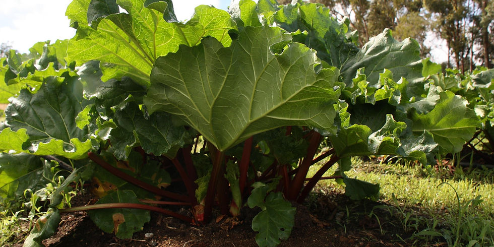 Lush green rhubarb plants with large leaves grow in sunlight. Brown soil and grassy background under a clear sky, evoking a fresh garden vibe.