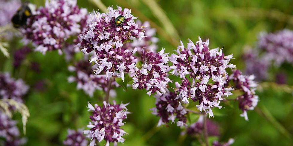 Purple and white flowers with a beetle and bumblebee on them. Green blurred background enhances the vibrant blossoms.
