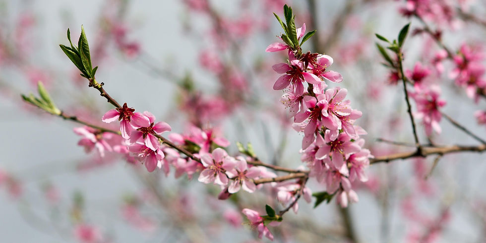 Pink cherry blossoms on branches with green leaves, set against a soft-focus background of similar blooms, create a serene spring scene.