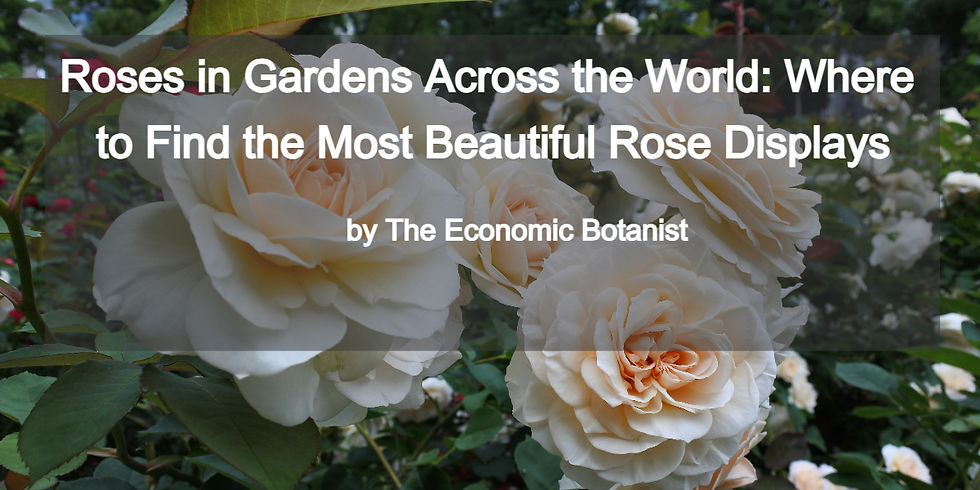 Close-up of white roses in a garden with lush green leaves. Text overlay: "Roses in Gardens Across the World" by The Economic Botanist.
