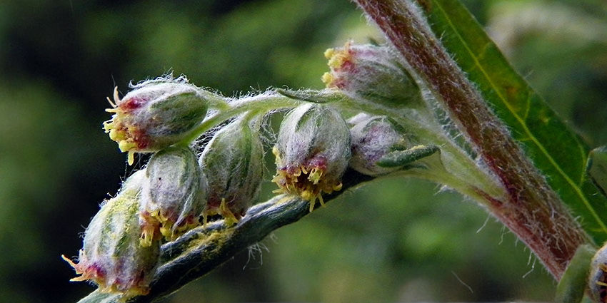 Fuzzy flower buds with a hint of red and yellow blooms on a green stem, set against a blurred green background. Close-up detail.
