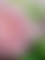 Pink roses with dewdrops in a garden