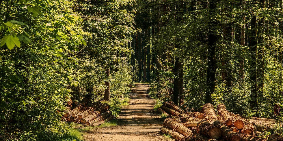 Sunny forest path lined with stacked logs on either side, surrounded by lush green trees. Peaceful and natural setting.
