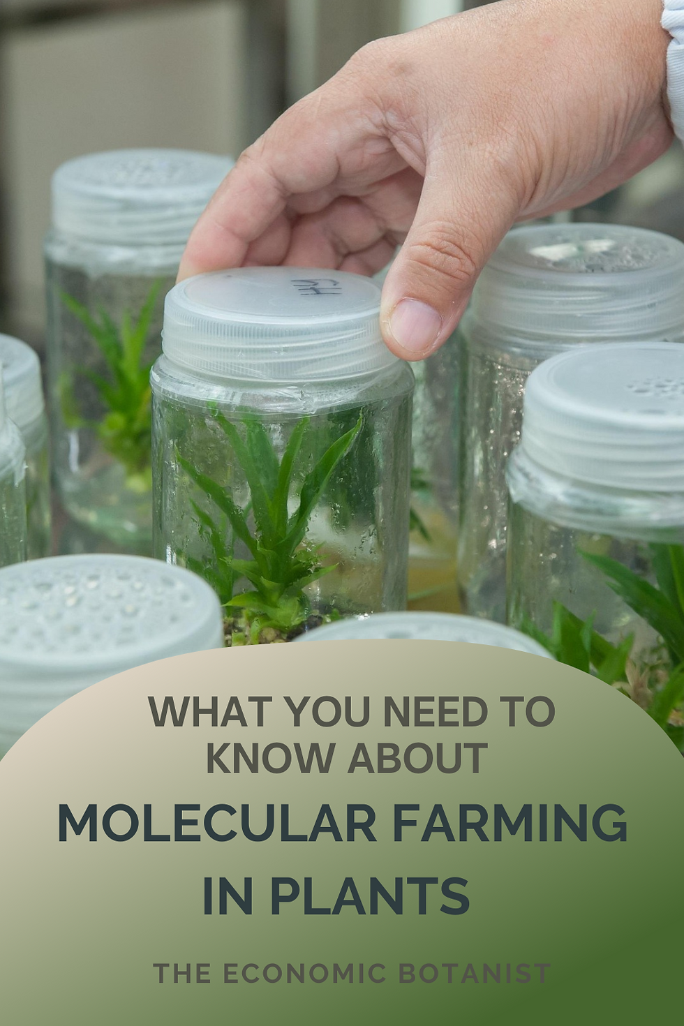 Hand placing lid on a jar with plant inside. Text: "What You Need to Know About Molecular Farming in Plants." Green and beige background.
