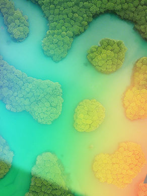 Aerial view of vibrant green forest with blue and orange hues and winding waterways. Large "AI" text overlays the colorful landscape.