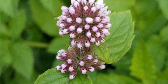 Close-up of a mint flower with light purple buds, surrounded by green leaves. The background is a lush, leafy green.