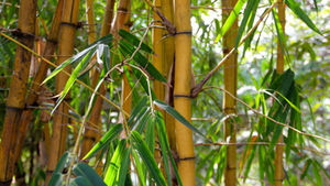 Tall, yellow bamboo stalks with lush green leaves in a sunlit forest setting, creating a vibrant and serene atmosphere.