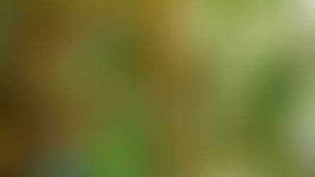 Tall, yellow bamboo stalks with lush green leaves in a sunlit forest setting, creating a vibrant and serene atmosphere.