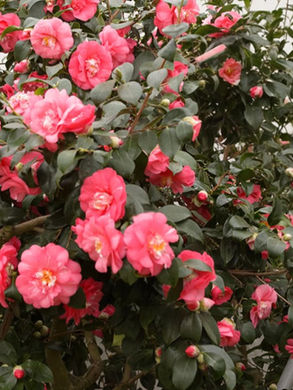 Pink flowers with green leaves fill the image.