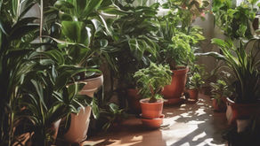 Lush indoor garden with various potted plants in sunlight. Green leaves create a vibrant, serene atmosphere on a wooden floor. www.theeconomicbotanist.com