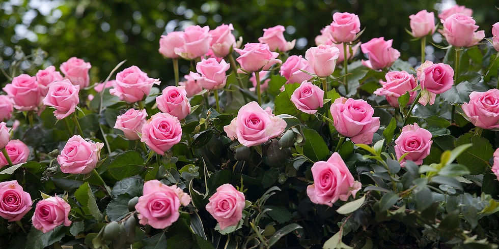 Pink roses in full bloom, surrounded by lush green leaves, set against a blurred background. Bright and vibrant spring scene.