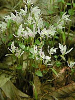 Tiny white flowers sprout from forest floor. 