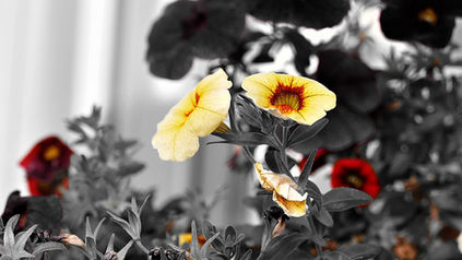 Yellow and red flowers stand out amidst a blurred black-and-white background, creating a contrast that highlights their vibrant colors.