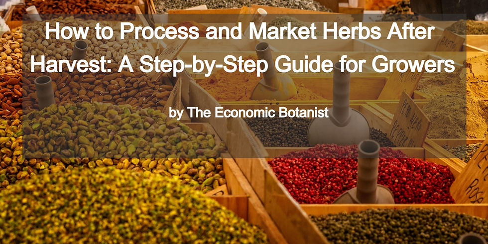 Display of various herbs in wooden crates, text overlay reads "How to Process and Market Herbs After Harvest," by The Economic Botanist.