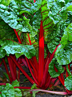 Vibrant Swiss chard with red stems and lush green leaves growing in a garden bed, creating a fresh and vivid display of colors.