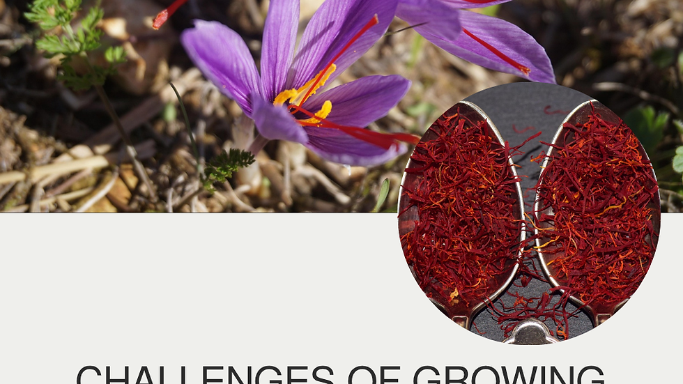 Purple saffron flowers in a garden with red stigmas. Text: "Challenges of Growing Saffron in North America and How to Overcome Them."