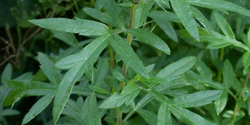 Green leafy plant with narrow, elongated leaves fills the frame. Background shows dense foliage, creating a lush, natural setting.