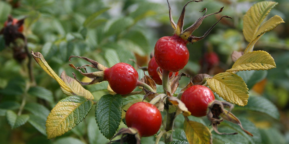 Close-up of bright red rose hips with green and yellow leaves in a garden setting. The background is blurred, giving a natural feel.