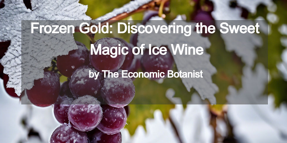 Ripe grapes covered in frost with green leaves. Text overlay: "Frozen Gold: Discovering the Sweet Magic of Ice Wine by The Economic Botanist."