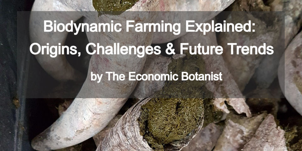 Text overlay on a close-up of filled animal horns reads: "Biodynamic Farming Explained: Origins, Challenges & Future Trends by The Economic Botanist."