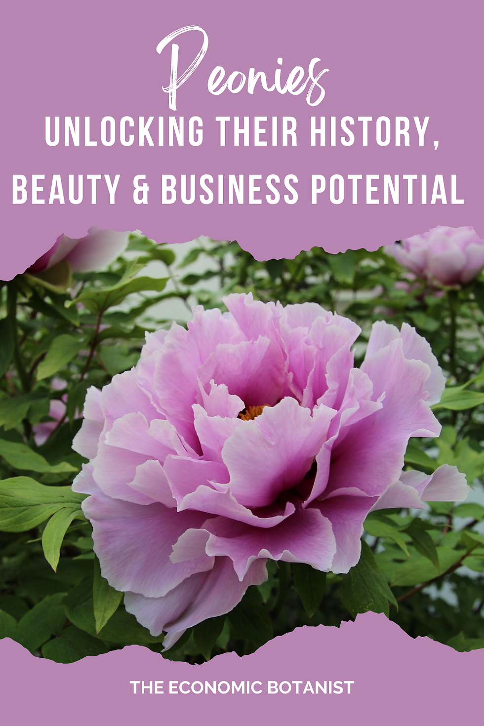 Pink peony flower amid green leaves; text: "Peonies: Unlocking Their History, Beauty & Business Potential." Moody and vibrant.