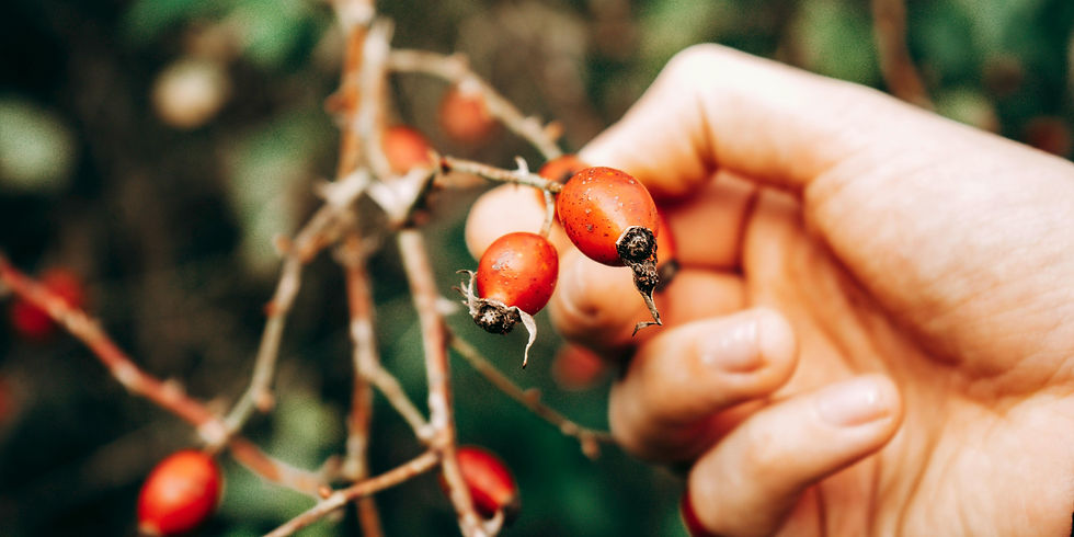 Hand holding red berries on a branch, set against a blurred green background. The focus is on the berries and fingers, highlighting textures.