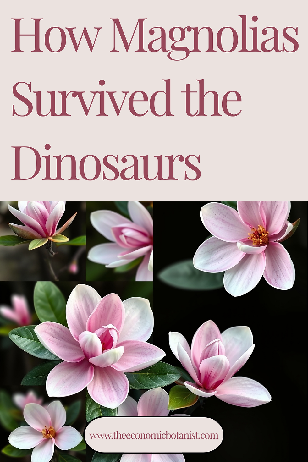 Pink magnolia flowers are set against a black background. Text reads "How Magnolias Survived the Dinosaurs" and a website URL is visible.