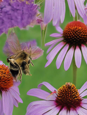 Bees and a butterfly hover over vibrant purple flowers with orange centers against a green background, showcasing nature's beauty.